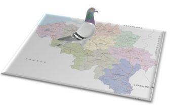 Pigeon carte