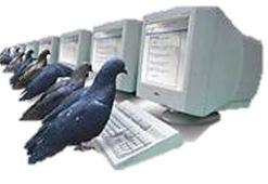 Pigeon informatique